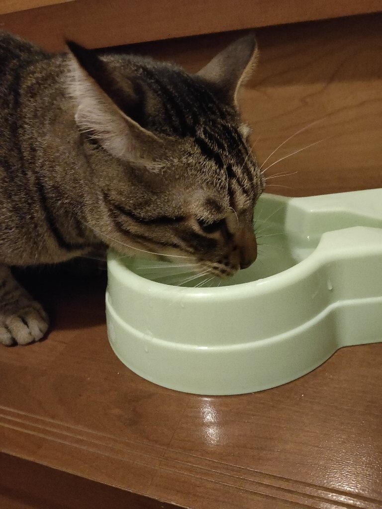 水を飲んでるキジトラ猫