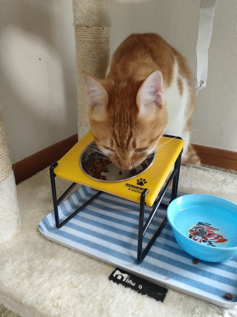 エサを食べてる茶トラ猫